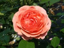 Edelrose 'Chippendale' ® 34 Edelrose 'Chippendale' ® -Angebote Blumen Takt Store edelrose chippendale m005510 w 2