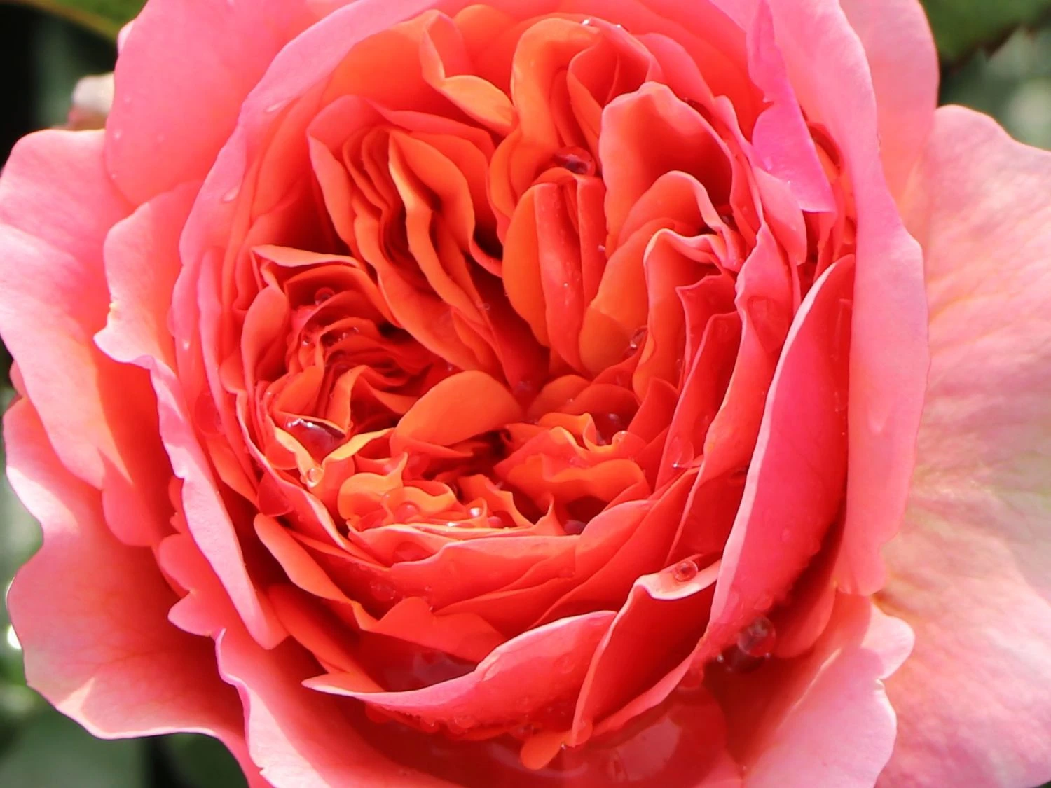 Edelrose 'Chippendale' ® 13 Edelrose 'Chippendale' ® – Bild 11