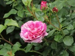 Edelrose 'Colibri ® Farbfestival' ® -Angebote Blumen Takt Store edelrose colibri farbfestival m056212 w 2