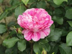 Edelrose 'Colibri ® Farbfestival' ® -Angebote Blumen Takt Store edelrose colibri farbfestival m056212 w 4