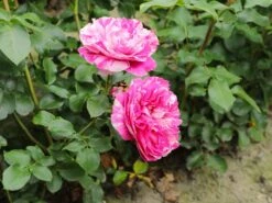 Edelrose 'Colibri ® Farbfestival' ® -Angebote Blumen Takt Store edelrose colibri farbfestival m056212 w 5