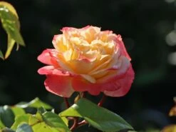 Edelrose 'Concorde' ® -Angebote Blumen Takt Store edelrose concorde m113593 w 0