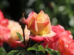 Angebote Blumen Takt Store -Angebote Blumen Takt Store edelrose concorde m113593 w 7