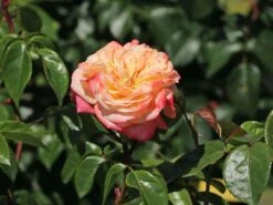Edelrose 'Concorde' ® -Angebote Blumen Takt Store edelrose concorde m113593 w 9
