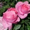 Edelrose 'Desirée' ®