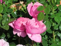 Edelrose 'Desirée' ® -Angebote Blumen Takt Store edelrose desire m113612 w 0