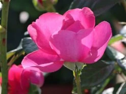 Edelrose 'Desirée' ® -Angebote Blumen Takt Store edelrose desire m113612 w 2