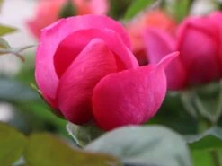 Edelrose 'Desirée' ® -Angebote Blumen Takt Store edelrose desire m113612 w 5