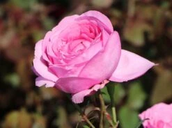 Edelrose 'Desirée' ® -Angebote Blumen Takt Store edelrose desire m113612 w 6