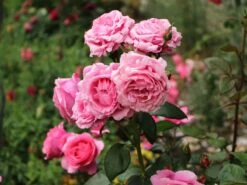 Edelrose 'Desirée' ® -Angebote Blumen Takt Store edelrose desire m113612 w 7