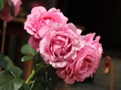 Edelrose 'Desirée' ® -Angebote Blumen Takt Store edelrose desire m113612 w 9