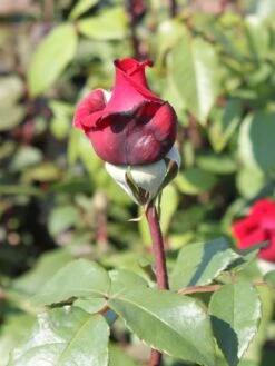 Edelrose 'Duftfestival' ® -Angebote Blumen Takt Store edelrose duftfestival m002952 w 1