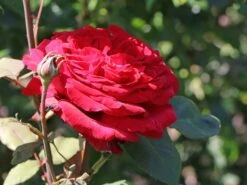 Edelrose 'Duftfestival' ® -Angebote Blumen Takt Store edelrose duftfestival m002952 w 4