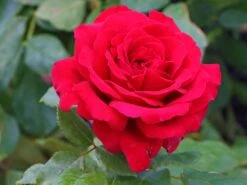 Edelrose 'Duftfestival' ® -Angebote Blumen Takt Store edelrose duftfestival m002952 w 5