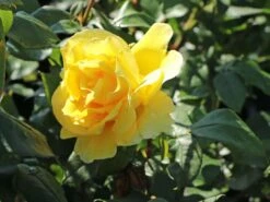 Edelrose 'Duftgold' ® -Angebote Blumen Takt Store edelrose duftgold m005884 w 0