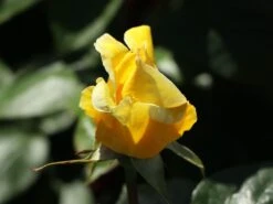 Edelrose 'Duftgold' ® -Angebote Blumen Takt Store edelrose duftgold m005884 w 1 1