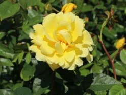 Edelrose 'Duftgold' ® -Angebote Blumen Takt Store edelrose duftgold m005884 w 2