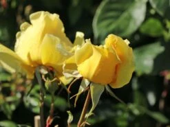 Edelrose 'Duftgold' ® -Angebote Blumen Takt Store edelrose duftgold m005884 w 3