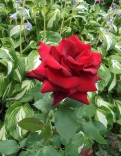 Edelrose 'Duftzauber 84' ® -Angebote Blumen Takt Store edelrose duftzauber 84 m002800 430730 0