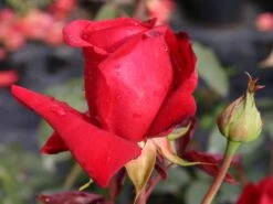 Edelrose 'Duftzauber 84' ® -Angebote Blumen Takt Store edelrose duftzauber 84 m002800 w 0