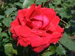 Edelrose 'Duftzauber 84' ® -Angebote Blumen Takt Store edelrose duftzauber 84 m002800 w 2