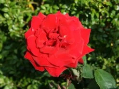 Edelrose 'Duftzauber 84' ® -Angebote Blumen Takt Store edelrose duftzauber 84 m002800 w 3