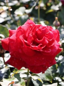 Edelrose 'Duftzauber 84' ® -Angebote Blumen Takt Store edelrose duftzauber 84 m002800 w 5