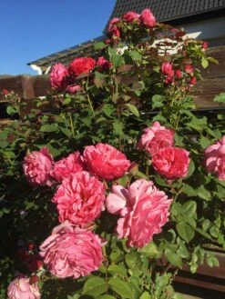 Edelrose 'Elbflorenz' -Angebote Blumen Takt Store edelrose elbflorenz m052840 193676 0 1