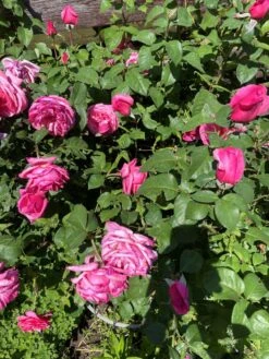 Edelrose 'Elbflorenz' -Angebote Blumen Takt Store edelrose elbflorenz m052840 193676 0