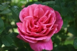 Edelrose 'Elbflorenz' -Angebote Blumen Takt Store edelrose elbflorenz m052840 772888 0