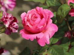 Edelrose 'Elbflorenz'