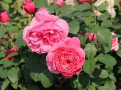 Edelrose 'Elbflorenz' -Angebote Blumen Takt Store edelrose elbflorenz m052840 w 0 1