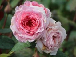 Edelrose 'Elbflorenz' -Angebote Blumen Takt Store edelrose elbflorenz m052840 w 1