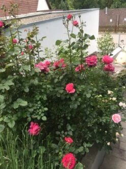 Edelrose 'Eliza' ® -Angebote Blumen Takt Store edelrose eliza m005998 1338879 0