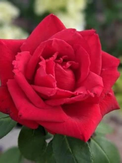 Edelrose 'Erotika' -Angebote Blumen Takt Store edelrose erotika m005892 1193843 0