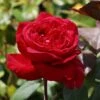 Edelrose 'Erotika' -Angebote Blumen Takt Store edelrose erotika m005892 h 0