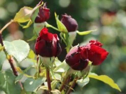 Edelrose 'Erotika' -Angebote Blumen Takt Store edelrose erotika m005892 w 0 1