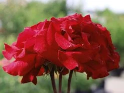 Edelrose 'Erotika' -Angebote Blumen Takt Store edelrose erotika m005892 w 0