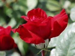 Edelrose 'Erotika' -Angebote Blumen Takt Store edelrose erotika m005892 w 2