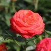 Edelrose 'Feurio' ®