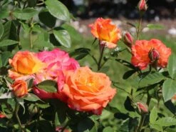 Edelrose 'Feurio' ® -Angebote Blumen Takt Store edelrose feurio m113591 w 1