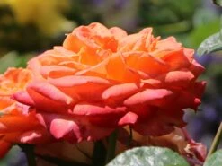 Edelrose 'Feurio' ® -Angebote Blumen Takt Store edelrose feurio m113591 w 2