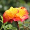 Edelrose 'Flaming Star' ®