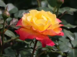 Edelrose 'Flaming Star' ® -Angebote Blumen Takt Store edelrose flaming star m120636 w 0