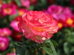 Edelrose 'Flaming Star' ® -Angebote Blumen Takt Store edelrose flaming star m120636 w 1
