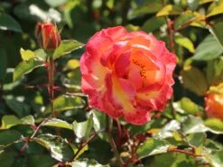 Edelrose 'Flaming Star' ® -Angebote Blumen Takt Store edelrose flaming star m120636 w 10