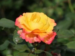 Edelrose 'Flaming Star' ® -Angebote Blumen Takt Store edelrose flaming star m120636 w 2