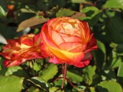 Edelrose 'Flaming Star' ® -Angebote Blumen Takt Store edelrose flaming star m120636 w 3