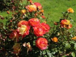 Edelrose 'Flaming Star' ® -Angebote Blumen Takt Store edelrose flaming star m120636 w 4