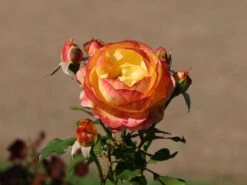 Edelrose 'Flaming Star' ® -Angebote Blumen Takt Store edelrose flaming star m120636 w 6